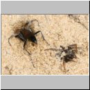 Pompilus cinereus - Wegwespe w44 9mm mit Spinne.jpg